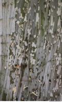 Tree Bark 0024